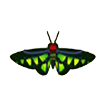 붉은목도리비단나비